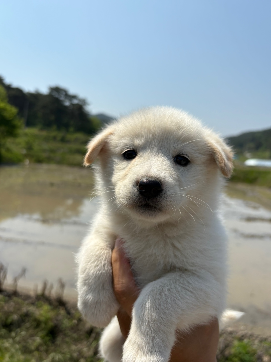 더나은동물병원_445478202500292